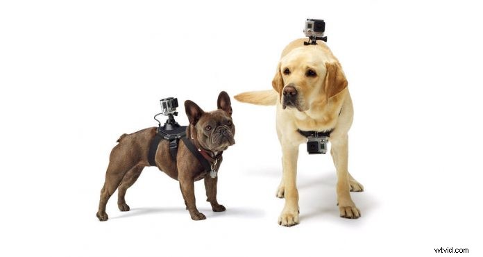 GoPro Fetch: Capture Stunning Dog s-Eye-View Adventures with This Harness Mount