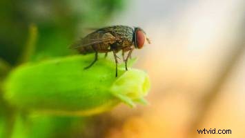 6 Compelling Reasons to Master Extreme Close-Up Shots in Photography