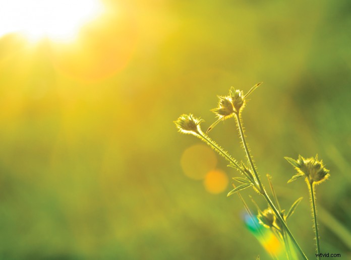 Master Lens Flares in Video Editing: Elevate Your Footage with Pro Light Effects