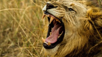 Ultimate Guide: Record & Edit Professional Sound Effects Like a Pro