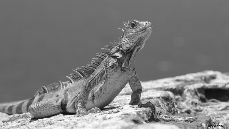 Mastering Lighting Techniques for Stunning Black & White Videos