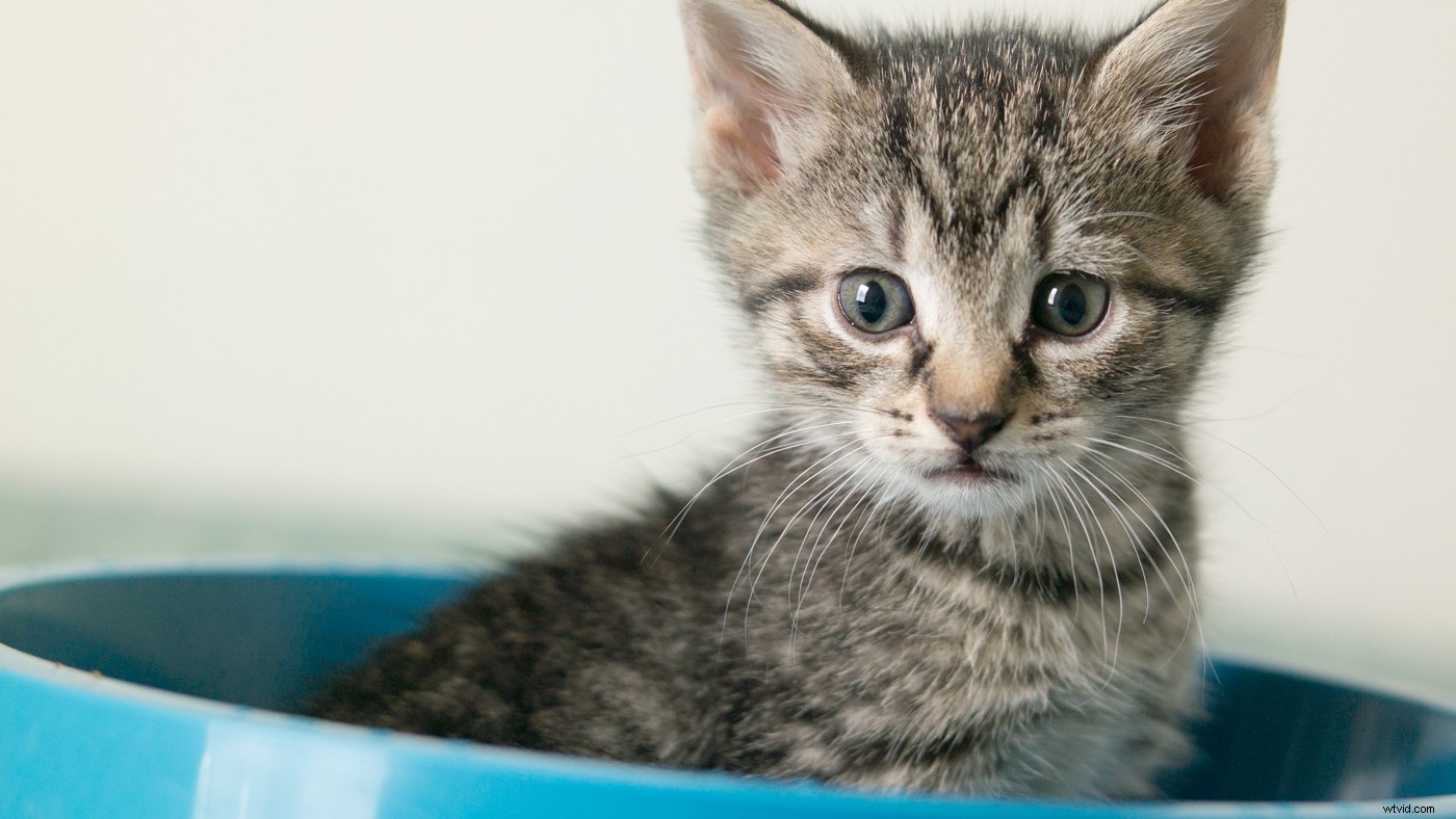 Master Light Quality Control for Professional Video Footage