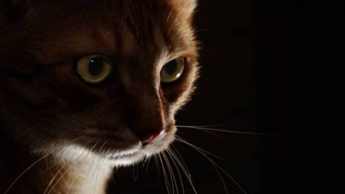 Master Low-Key Lighting: What It Is and Why It s Essential for Stunning Photos