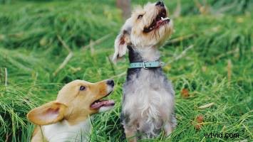 How to Direct Animals on Set and Keep Your Sanity