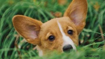 How to Direct Animals on Set and Keep Your Sanity