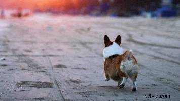 How to Direct Animals on Set and Keep Your Sanity