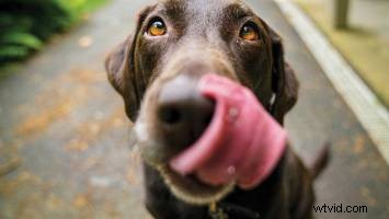 How to Direct Animals on Set and Keep Your Sanity