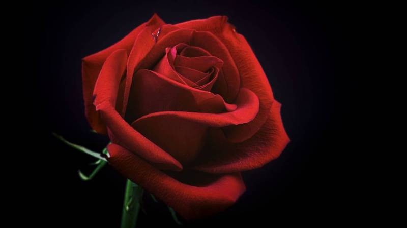 Understanding Motifs in Cinema: Definition, Examples, and Filmmaking Impact