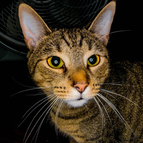 How Lenses Focus Light: A Clear Guide to Refraction and Optics