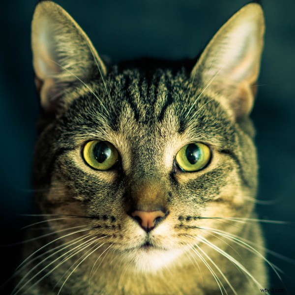 How Lenses Focus Light: A Clear Guide to Refraction and Optics