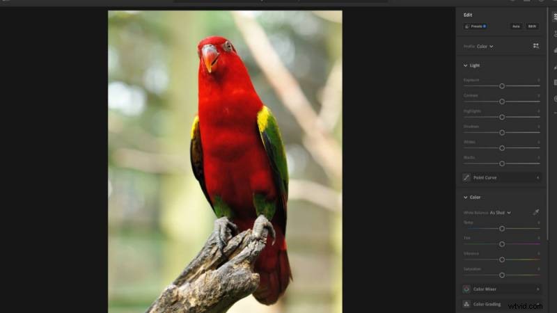 Lightroom vs Photoshop: Which Photo Editor is Best for You?