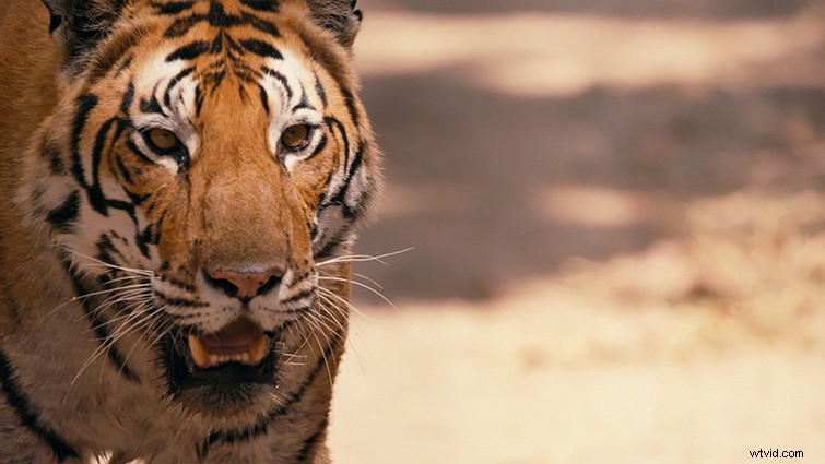 Sundance 2019: Cinematographer Matt Porwoll s Expert Tips for Shooting Classic Verité in Modern Documentaries