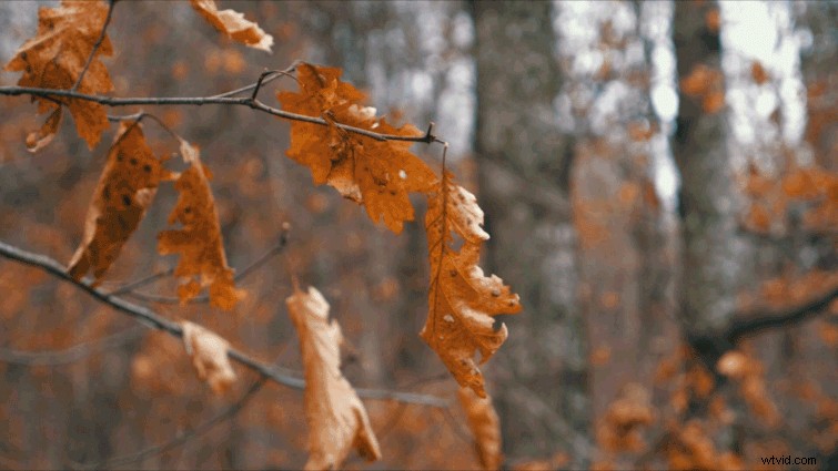 Master LUTs for Stunning Results: Lumetri Color Tips in Premiere Pro + Free LUTs