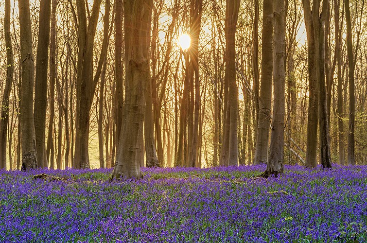 Folk Horror Films Starter Kit: Essential Guide for Content Creators