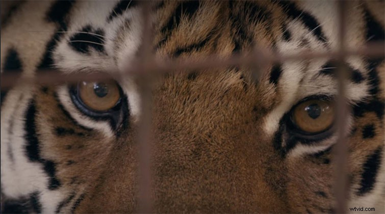 Essential Documentary Filmmaking Lessons from Netflix s  Tiger King  Phenomenon