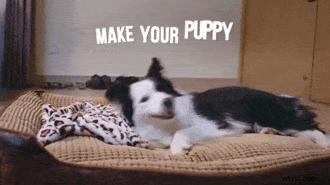 Osmo Action Camera: Expert Tips for Creative Pet Filming