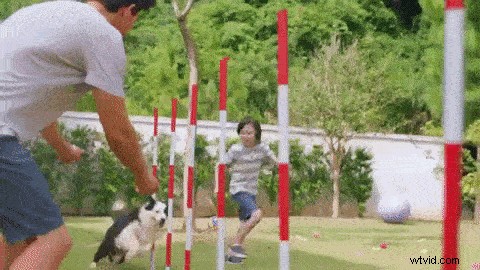 Osmo Action Camera: Expert Tips for Creative Pet Filming