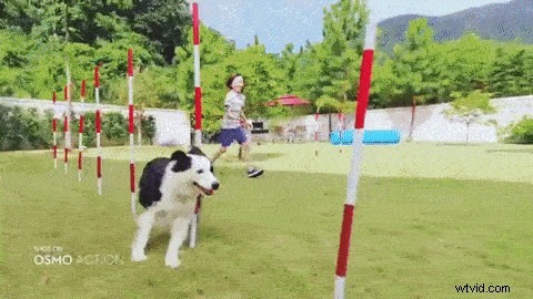 Osmo Action Camera: Expert Tips for Creative Pet Filming