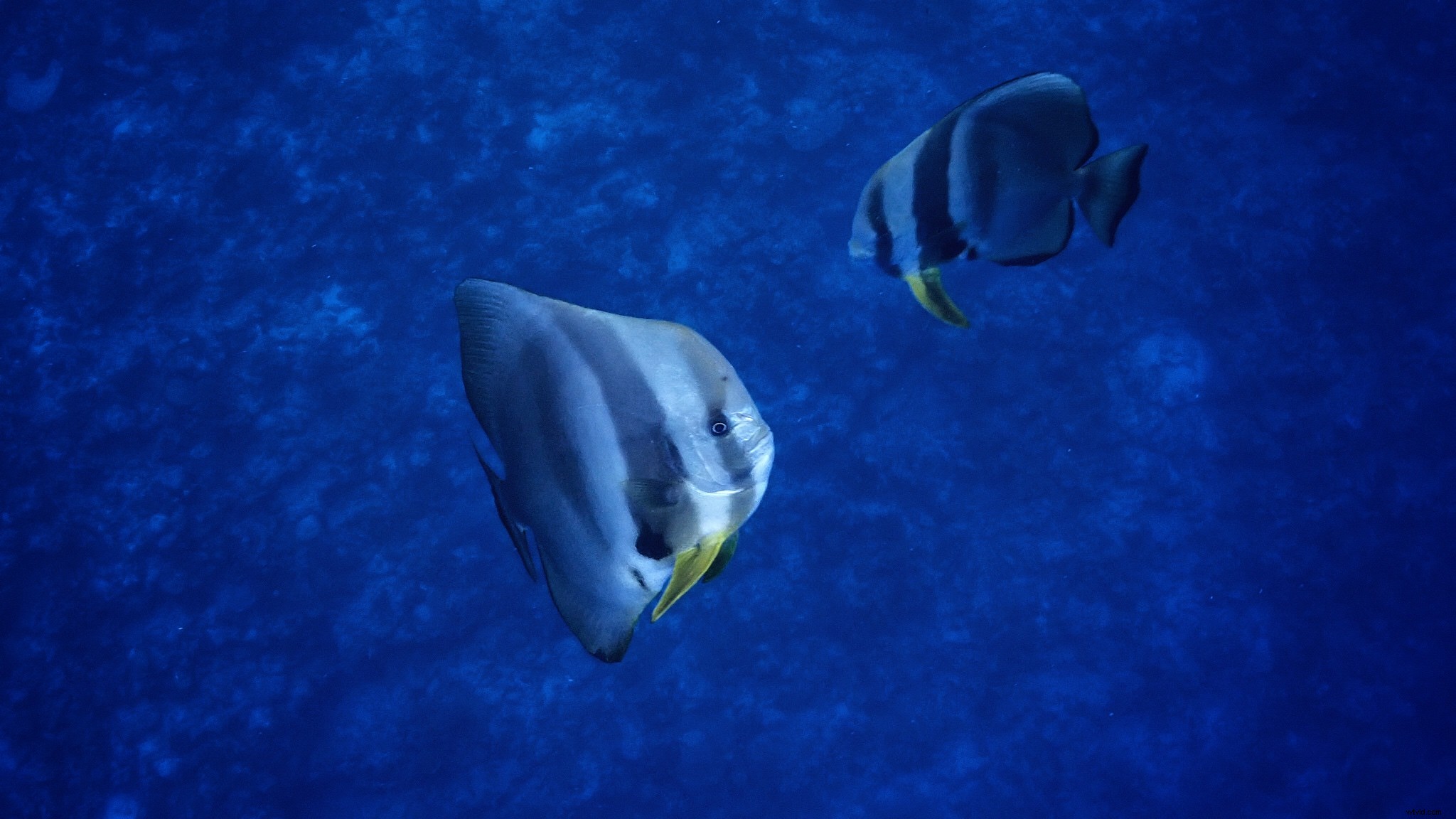 Capture Stunning Cinematic Underwater Footage with Osmo Action