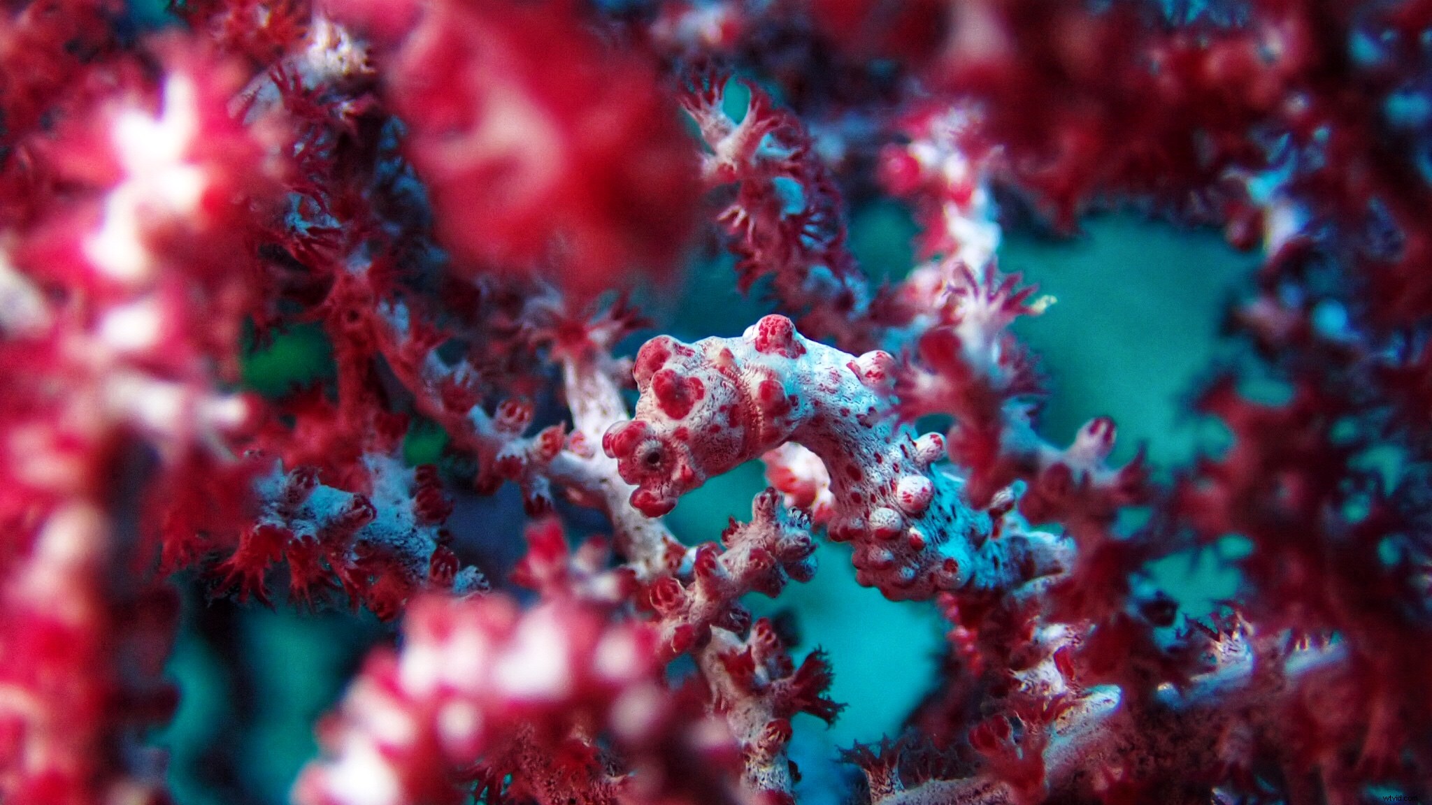 Capture Stunning Cinematic Underwater Footage with Osmo Action