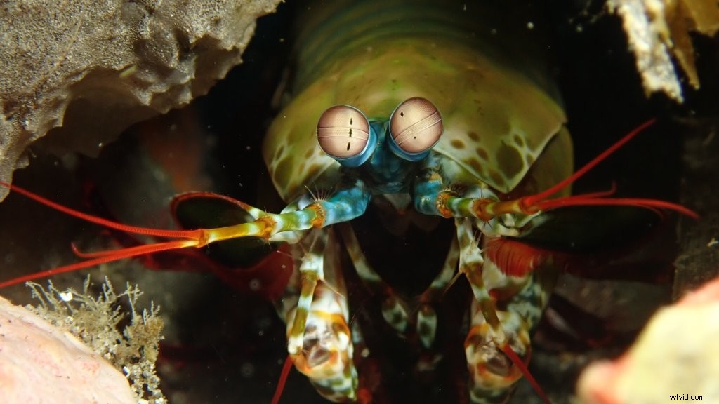 Capture Stunning Cinematic Underwater Footage with Osmo Action