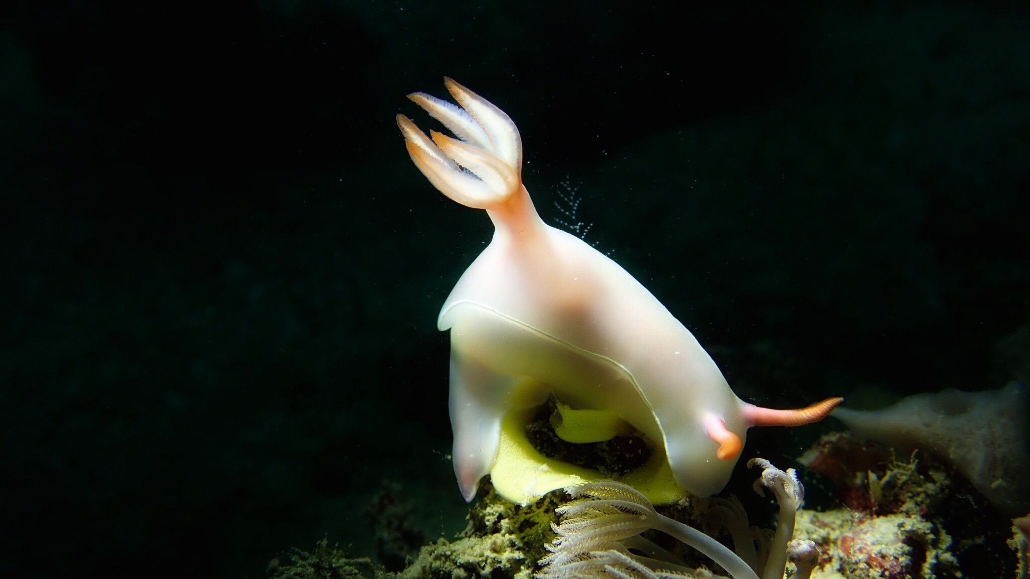 Capture Stunning Cinematic Underwater Footage with Osmo Action