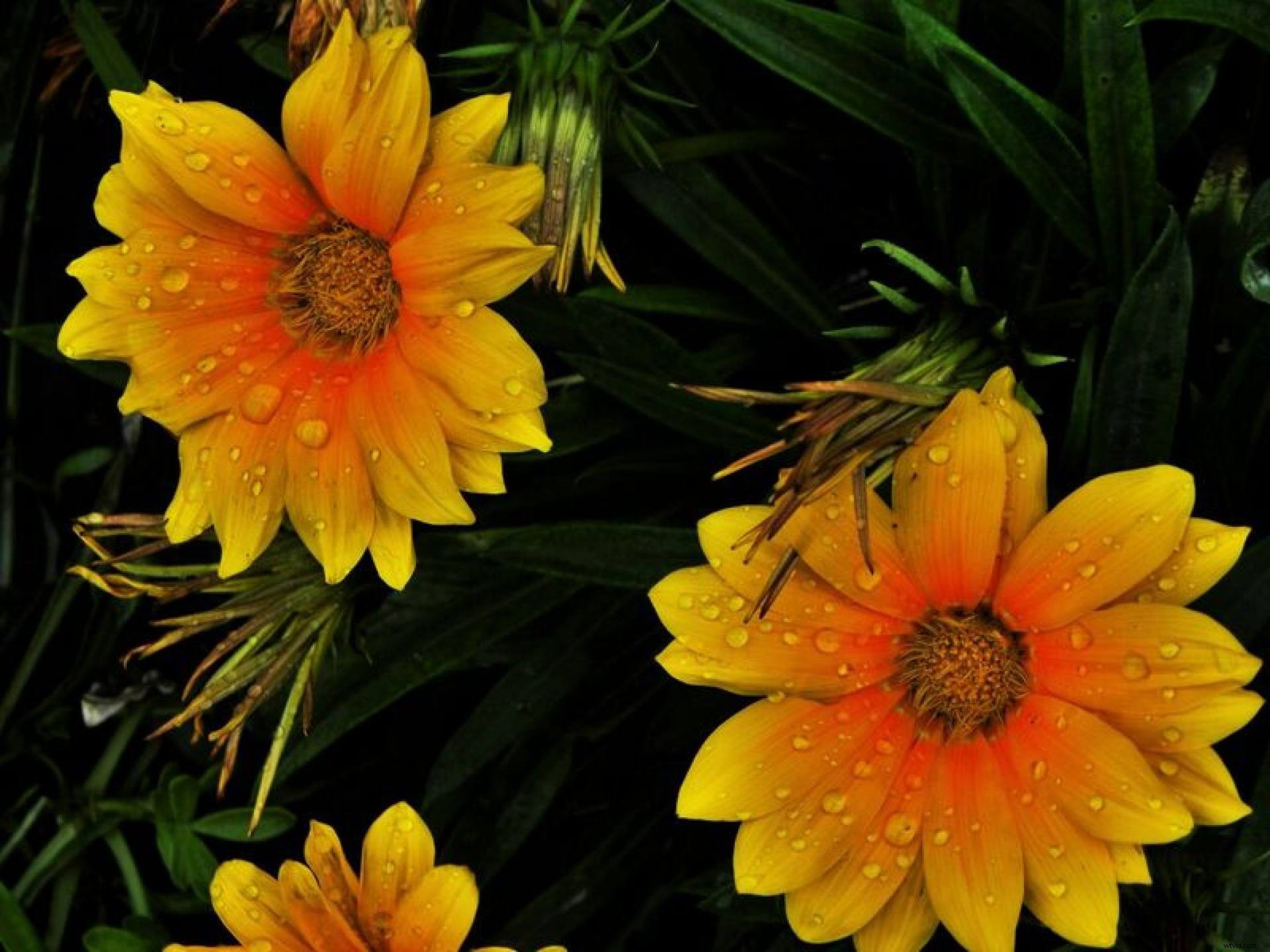 3 Expert Tips for Capturing Breathtaking Spring Aerial Shots