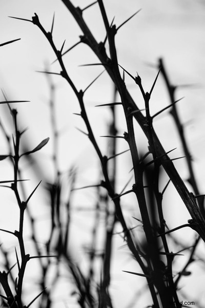 Black and White Photography: Essential Beginner s Guide to Stunning Shots