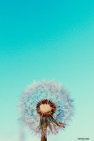 6 Expert Tips for Mastering Color in Photography