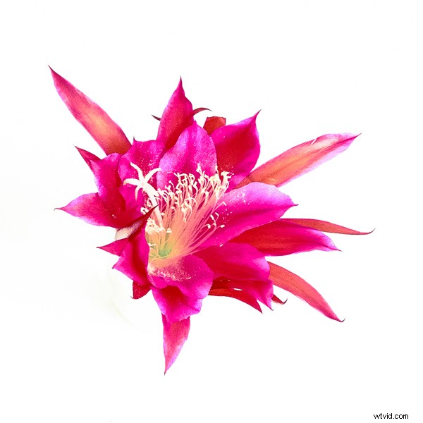 6 Expert Tips for Mastering Color in Photography