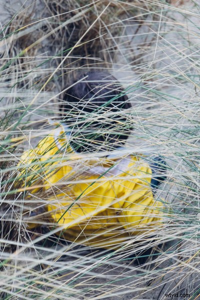 6 Expert Tips for Mastering Color in Photography