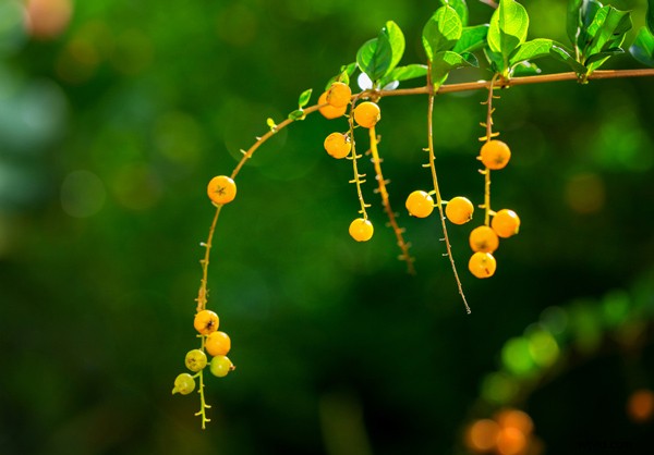 Master Bokeh: Create Stunning Blurry Backgrounds in Your Photos