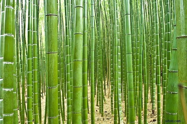 11 Essential DSLR & Mirrorless Camera Lenses for Every Photography Style