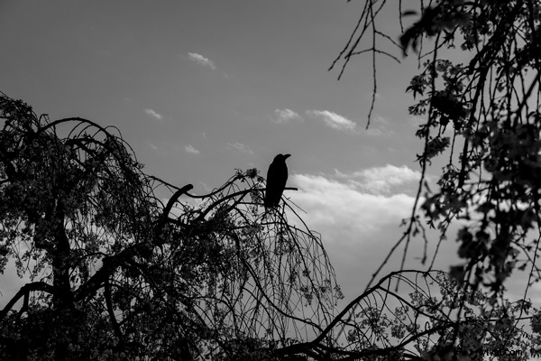 Master Negative Space: 6 Proven Techniques for Powerful, Impactful Photography