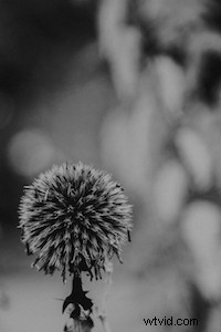 Master the Rule of Thirds: Elevate Your Photo Composition Instantly