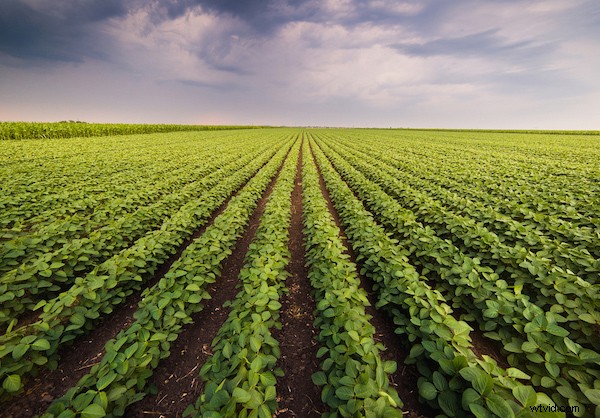 Master Graphic Design Elements: 6 Ways to Elevate Your Photos with Shape, Line, Color & More