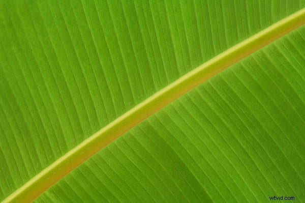 7 Expert Tips for Capturing Stunning Patterns in Photography