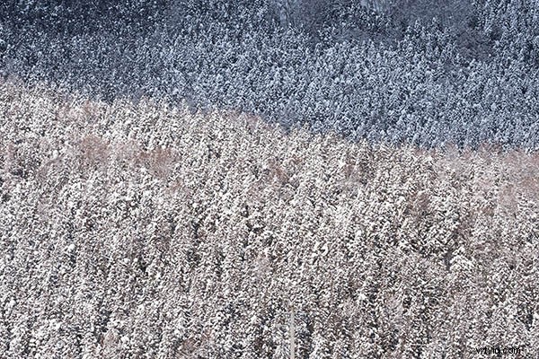 7 Expert Tips for Capturing Stunning Patterns in Photography