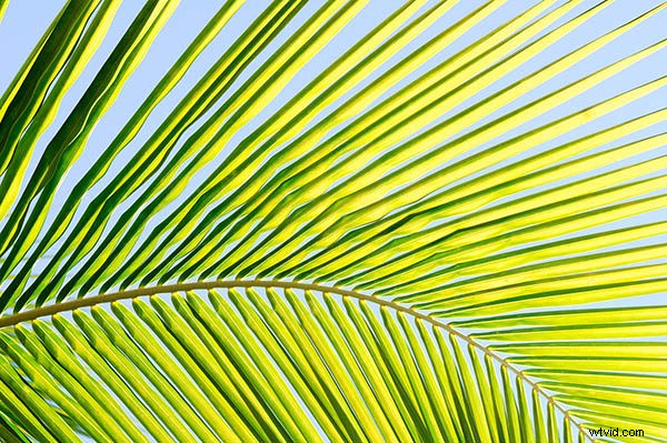 7 Expert Tips for Capturing Stunning Patterns in Photography