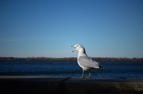 7 Proven Tips to Capture Stunning Photos Like a Pro