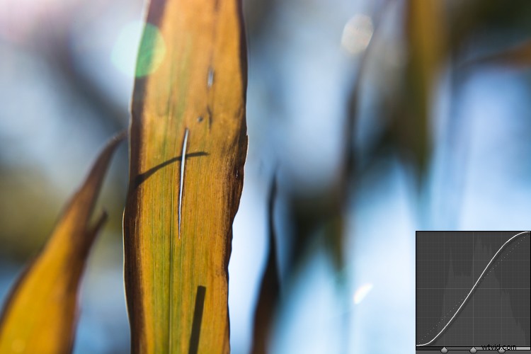 Master Lightroom s Tone Curve: Your Complete Hands-On Guide