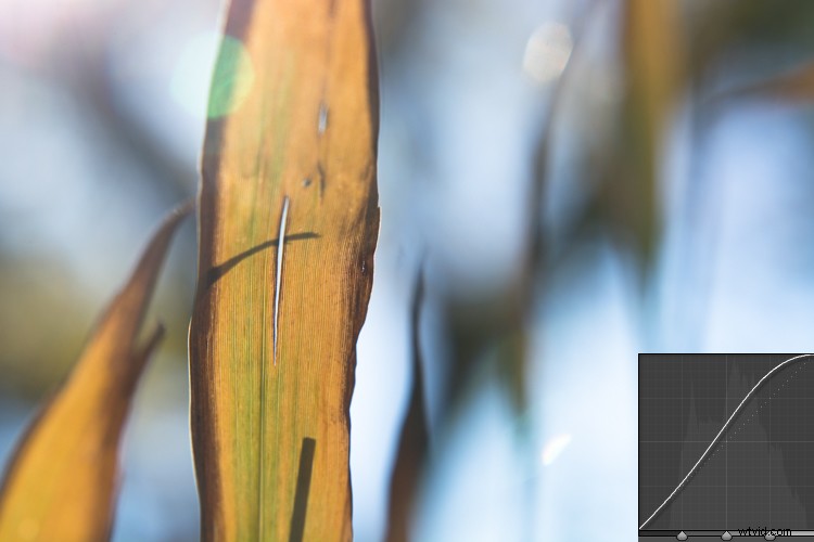 Master Lightroom s Tone Curve: Your Complete Hands-On Guide