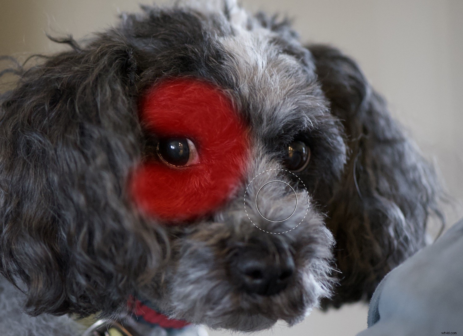 Lightroom Classic vs ACDSee Photo Studio: Which Photo Editor is Best for You?