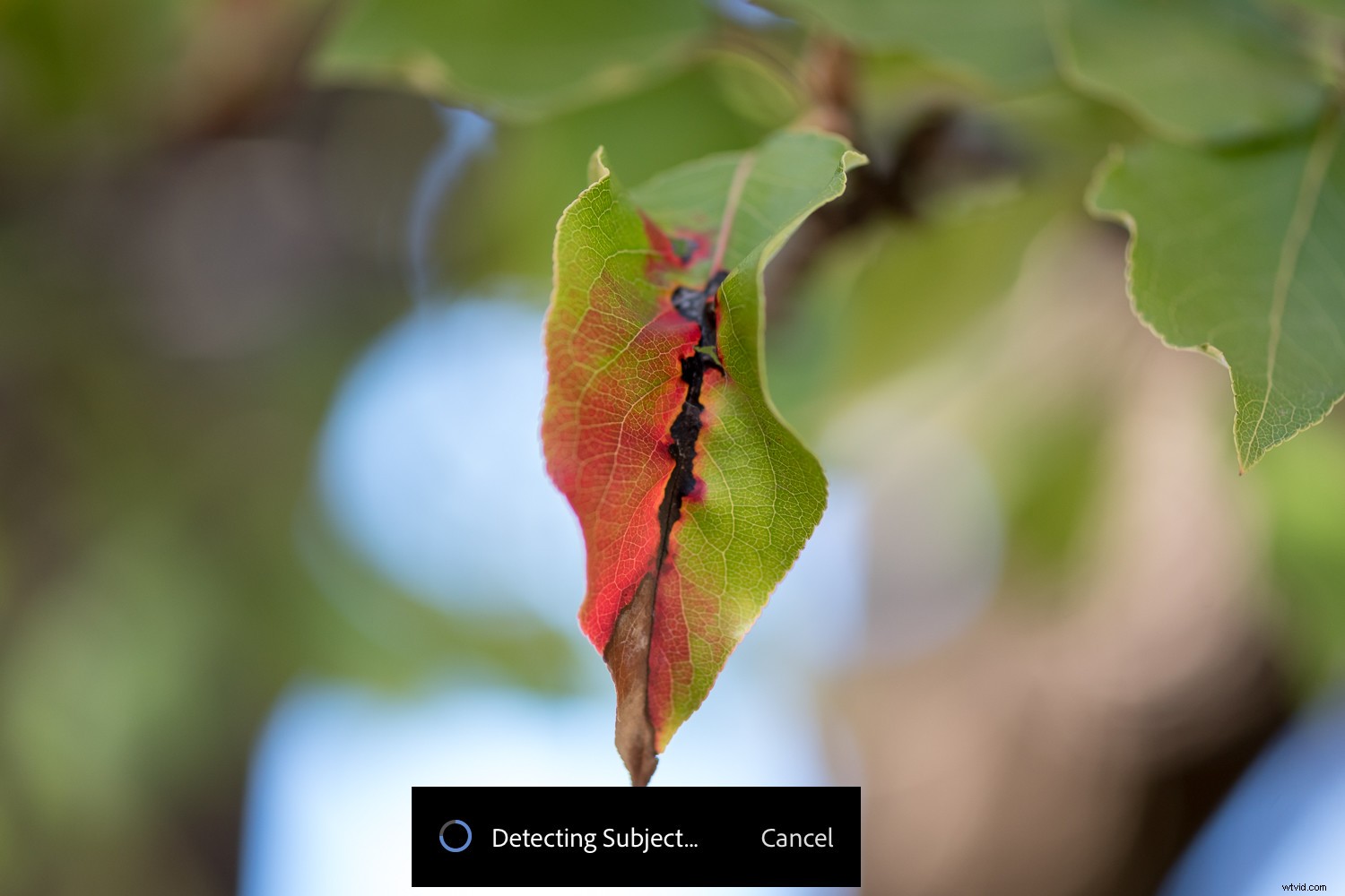 Master Lightroom s New Masking Tools: Complete Guide to Adaptive Features