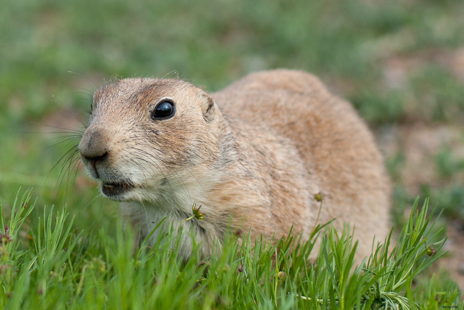 Lightroom Super Resolution: The Ultimate Guide to 4x Image Upscaling