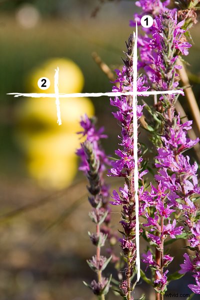 Master Rapid Photo Composition: Compose Stunning Shots in Seconds