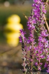 Master Rapid Photo Composition: Compose Stunning Shots in Seconds