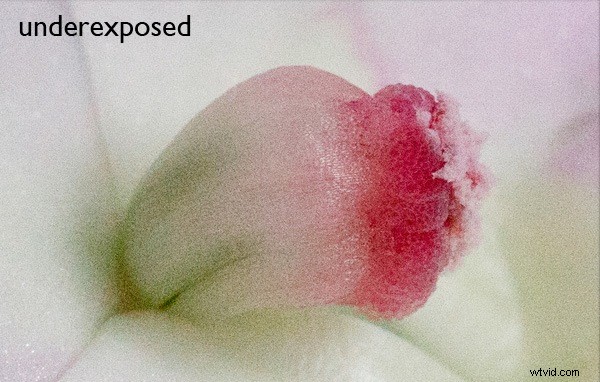 Why Your Camera s Meter Gets Exposure Wrong: Pro Tips for Perfect Shots