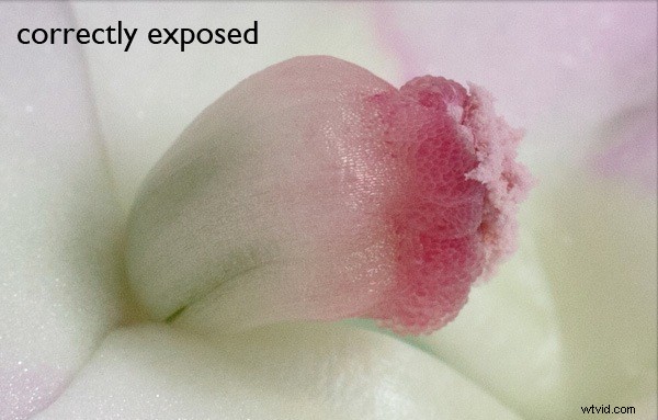 Why Your Camera s Meter Gets Exposure Wrong: Pro Tips for Perfect Shots