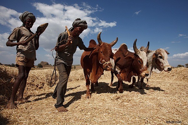 Master Natural Light: 5 Essential Tips Every Photographer Should Practice